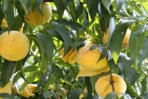 黄金瓜，把控好市场的价格动态