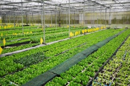 夏季蔬菜浇水方法，播种后切忌浇蒙头水