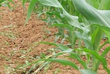 金海1150玉米栽培技术要点，中抗茎腐病