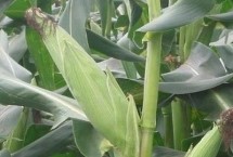 冀农321玉米栽培技术要点，注意防治病虫害