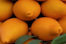 种植黄金果的要点，可种子繁殖也可扦插繁殖