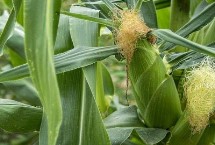 湖泉玉10号玉米栽培技术要点，并每亩加施复合肥25公斤