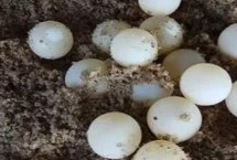 甲鱼一次能产几个蛋，通常为24-30个左右