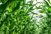 诚信193玉米栽培技术要点，适宜播期4月下旬至5月上旬