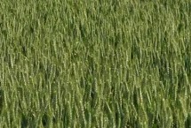 烟农37小麦栽培技术要点，适宜播期10月5日-20日