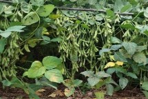 沂豆12大豆栽培技术要点，适宜播期为6月15～25日
