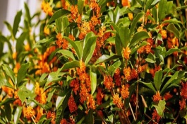 桂花什么时候剪枝，开花的温度范围为15-28℃之间