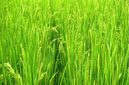 五优76水稻栽培技术要点，6月15日-20日播种