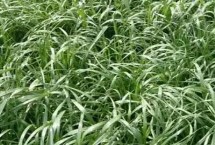 牧草多少天收割一次，根据当地气候进行合理选择