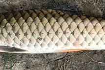 军鱼和鲤鱼的区别，肉质细嫩鲜美深受消费者欢迎