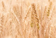 聚科8号小麦栽培技术要点，半冬性品种