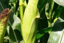 迪强168玉米栽培技术要点，该品种不易在盐碱地种植