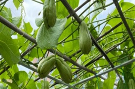 佛手瓜在几月开花结果，一般在9-10月成熟