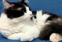 猫咪牙周炎的症状，程度较轻的可以选择洗牙