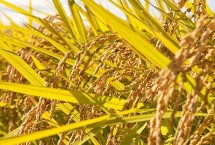 潢优808水稻栽培技术要点，保证品种的特性和质量