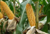 瑞鑫6号玉米栽培技术要点，底肥每亩加施复合肥25千克