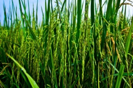 晶两优1237水稻栽培技术要点，每亩有效穗数16.7万穗