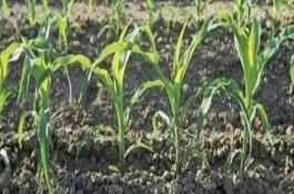 金艾588玉米栽培技术要点，中抗玉米螟6.9MR