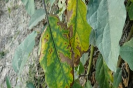 怎么防治茄子立枯病，常见的病害有猝倒病、褐纹病等