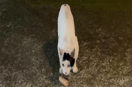 被猫抓伤出血后如何处理，发情期尽可能减少与猫咪的接触