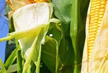 承玉68玉米栽培技术要点，中抗茎腐病