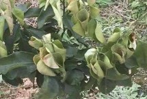 苹果树需要浇冻水吗，增施肥料可恢复树势