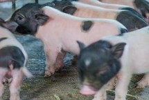 乳猪是普通的猪吗，先找准原因再针对性治疗