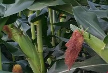 福中玉1289玉米栽培技术要点，中抗茎腐病