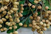 怎样挑选桂圆肉，楼坝桂圆清甜可口深受消费者欢迎