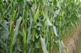 源丰008玉米栽培技术要点，全生育期叶片总数19-20片