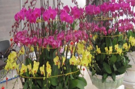 蝴蝶兰花期如何养护，可以每隔一个星期浇水1-2次