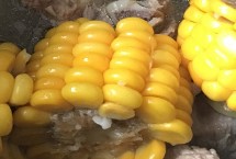 均隆786玉米栽培技术要点，春播平均生育期132.4天