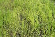 水稻田用什么除草剂，对受害稻株喷水可减少药剂残留