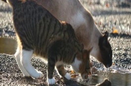 猫咪爪子伸缩的原理是什么，可能是水碗口径太小或者在试水温等