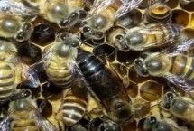 蜂后死了会怎样，工蜂会起到调控作用