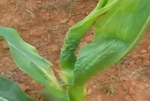 恒誉787玉米栽培技术要点，中抗穗腐病