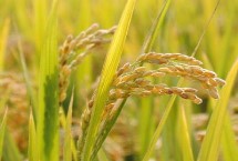 星两优137水稻栽培技术要点，中籼两系杂交水稻品种