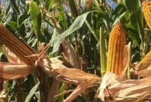 天利禾799玉米栽培技术要点，中早熟品种