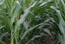 登海1855玉米栽培技术要点，每亩种植密度4500株