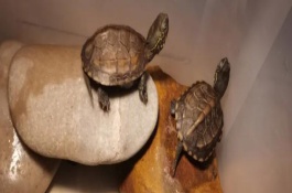 如何让乌龟过冬，冬天一般是不放水的