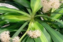 巴西木开花有毒吗，没毒但味道比较浓郁