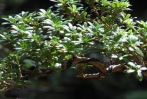 珍珠罗汉松的养护管理，掌握根系和叶片的比例可提高成活率