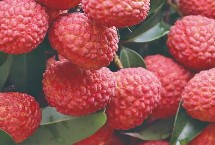 怎样挑选小核荔枝，颜色发红的荔枝更甜