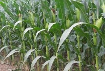 斯达31玉米栽培技术要点，中抗丝黑穗病