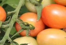 番茄移栽后几天可以放复合肥，播种时间通常是在每年中秋节前后