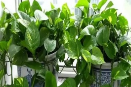 绿萝如何安全过冬，比较常见的是水培繁殖