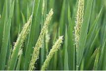 雅香优贡丝香水稻栽培技术要点，全生育期平均111.8天