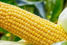 聚鑫390玉米栽培技术要点，适宜播种期4月下旬-5月上旬