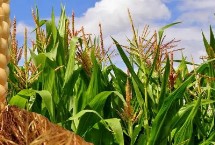 盛和4240玉米栽培技术要点，适宜播种期3月底至5月底