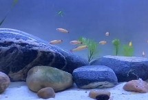 底滤鱼缸造景下水口如何处理，铺满底砂后种植水草、然后再放上鹅卵石